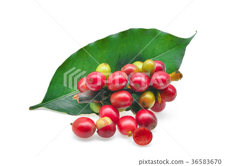 red coffee beans with coffee leaf isolated red coffee beans with coffee leaf isolated 36583670