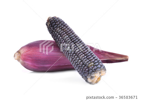 boiled purple waxy corn, tropical plants isolated boiled purple waxy corn, tropical plants isolated 36583671