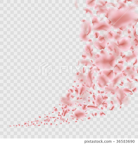 Sakura flying downwind petals on wind isolated Sakura flying downwind petals on wind isolated 36583690