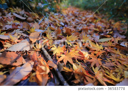 Yellow Fall Foliage 1 36583778