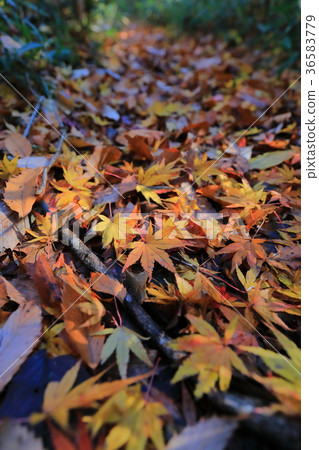 Yellow Fall Foliage 2 36583779