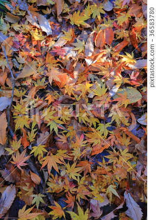Yellow Fall Foliage 3 36583780