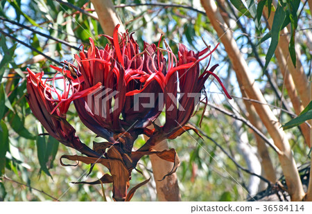 Close up of Giant Gymea Lily flower Close up of Giant Gymea Lily flower 36584114