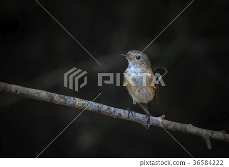 Red-breasted Flycatcher Red-breasted Flycatcher 36584222