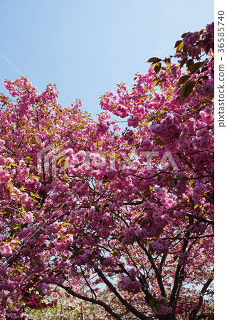 Beautiful Kanzan-zakura that shines in the blue sky 36585740