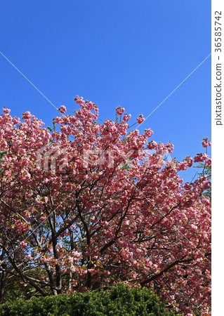 在藍天發光的美麗的Kanzan-zakura 36585742