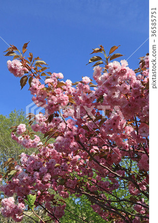 在藍天發光的美麗的Kanzan-zakura 在藍天發光的美麗的Kanzan-zakura 36585751