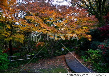 Autumn leaves of the temple 36585757