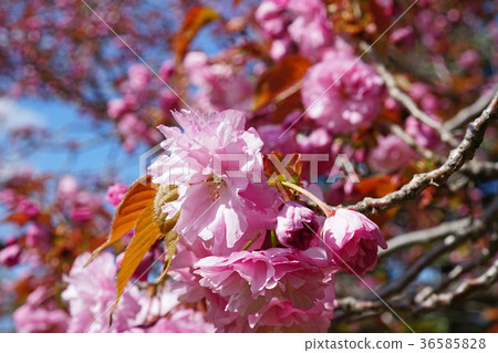 Beauty that can be deprived of eyes Beauty that can be deprived of eyes 36585828