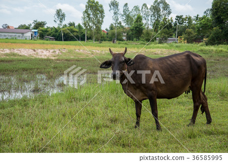 Cow eating grass 36585995