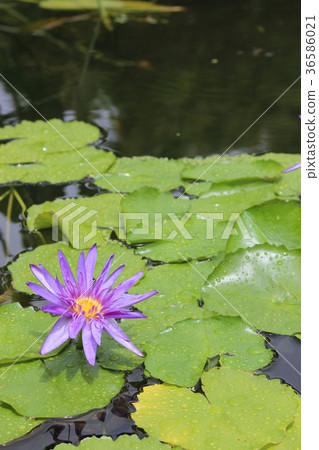 荷花花在莫奈的庭院裡 36586021