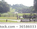 牧場風光 36586033