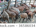可愛羊群 36586034
