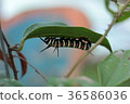 黑白毛蟲 36586036