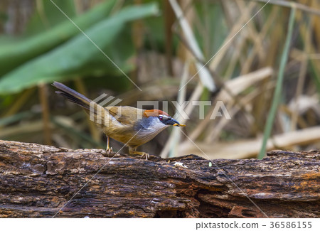 Timalia pileata 36586155