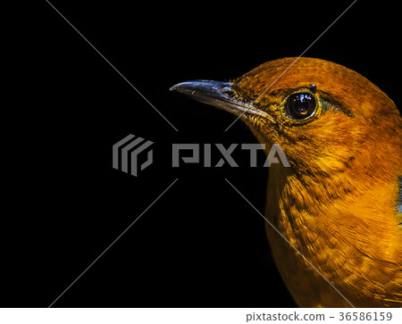 Orange-headed Thrush Orange-headed Thrush 36586159