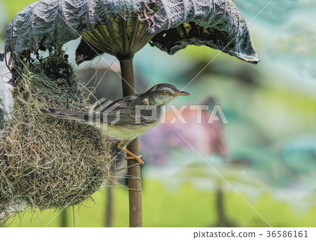 Bird (Plain Prinia) build bird nest in the nature Bird (Plain Prinia) build bird nest in the nature 36586161