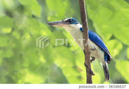 Collared kingfisher Collared kingfisher 36586637