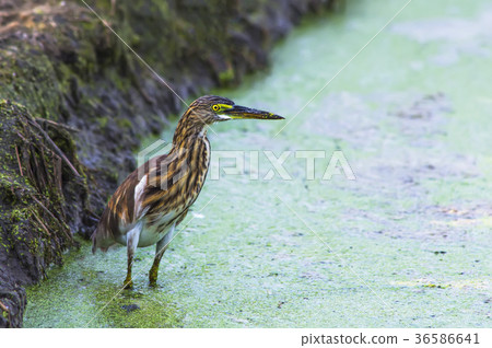 Javan Pond Heron Javan Pond Heron 36586641