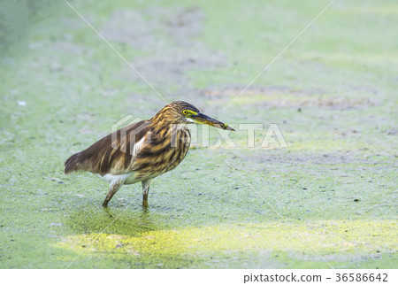 Javan Pond Heron Javan Pond Heron 36586642