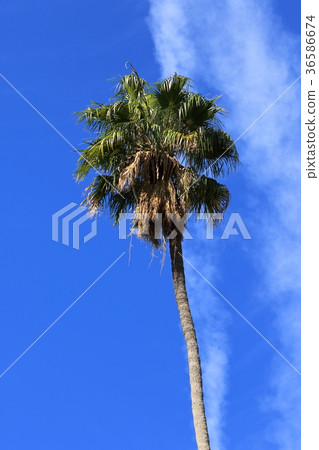 Palm trees (Los Angeles, California, USA) Palm trees (Los Angeles, California, USA) 36586674