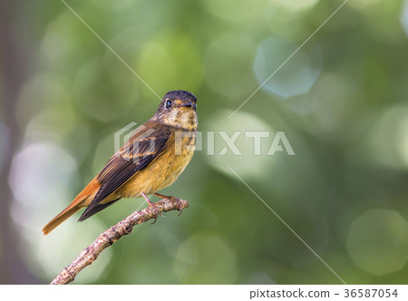 Ferruginous Flycatcher  36587054