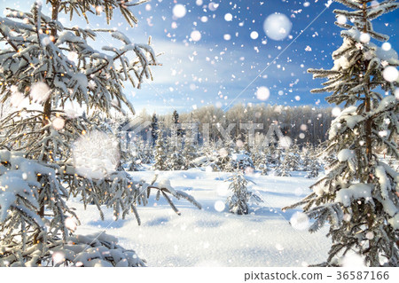 winter landscape with the forest  and blue sky 36587166