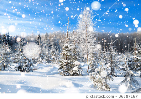 winter landscape with the forest  and blue sky 36587167