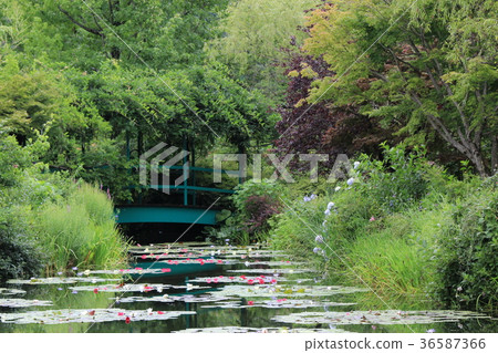 荷花花在莫奈的庭院裡 36587366