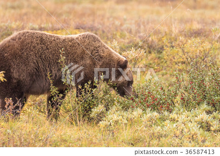 Grizzly Bear in Alaska 36587413