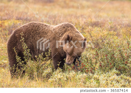 Grizzly Bear in Alaska 36587414