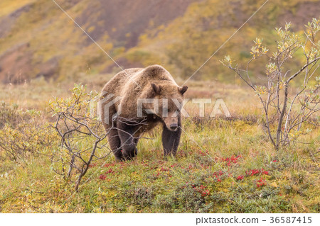 Grizzly Bear in Alaska Grizzly Bear in Alaska 36587415