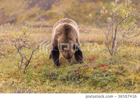 Grizzly Bear in Alaska 36587416