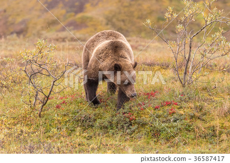 Grizzly Bear in Alaska 36587417