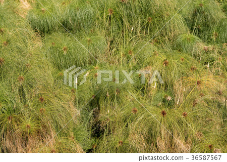 Close up of a Green Papyrus Plant Close up of a Green Papyrus Plant 36587567