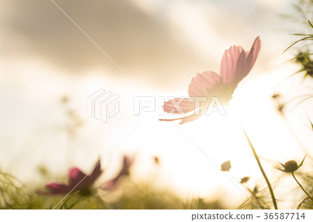 Cosmos at dusk Cosmos at dusk 36587714