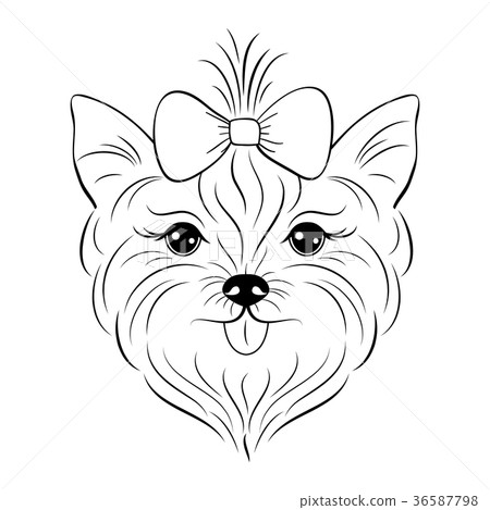 Head of yorkshire terrier  36587798