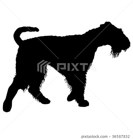 Airedale terrier dog silhouette on a white Airedale terrier dog silhouette on a white 36587832