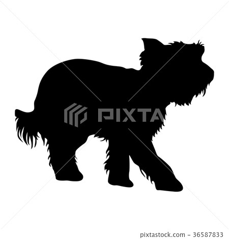 Yorkshire Terrier dog silhouette on a white  36587833
