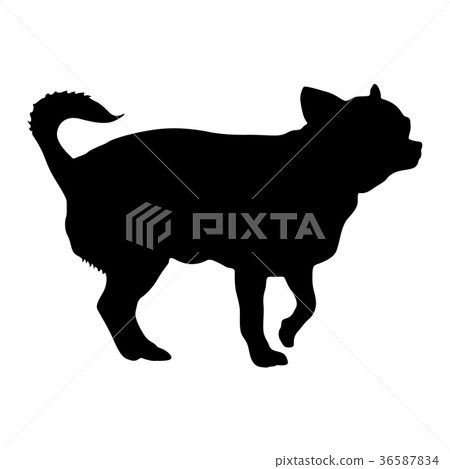 Chihuahua dog silhouette on a white background 36587834
