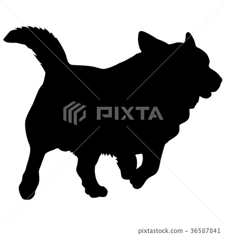 Welsh Corgi dog silhouette on a white background 36587841