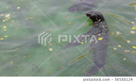 Critically endangered Mediterranean monk seal Critically endangered Mediterranean monk seal 36588124