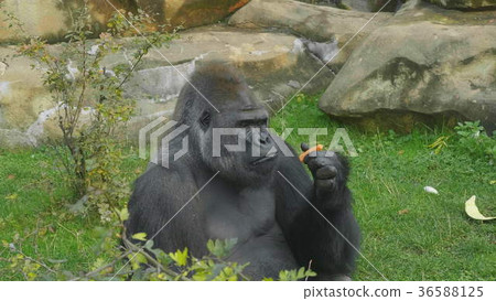 Lowland gorilla on the epic pose of solving his Lowland gorilla on the epic pose of solving his 36588125