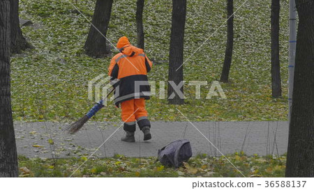 Worker sweeps autumn leaves with a broom Worker sweeps autumn leaves with a broom 36588137
