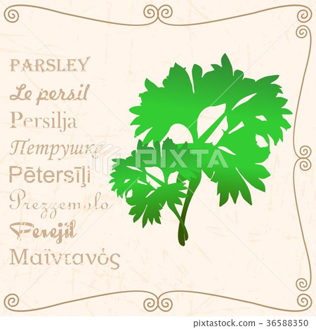 Sprig of parsley in vintage style Sprig of parsley in vintage style 36588350
