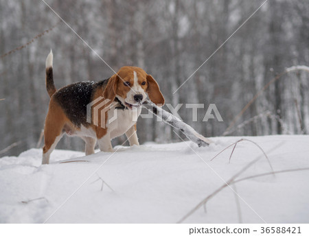 Beagle dog walking in the winter snowy forest 36588421