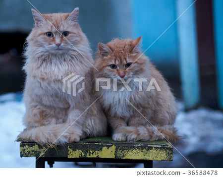 two red fluffy stray cat on a bench in the winter 36588478