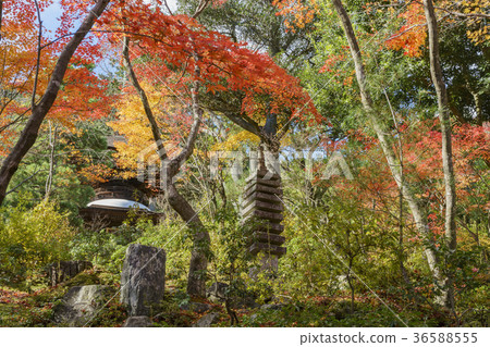 Changleguang Temple beautiful maple red Changleguang Temple beautiful maple red 36588555