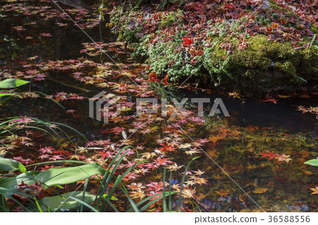 Changleguang Temple beautiful maple red Changleguang Temple beautiful maple red 36588556