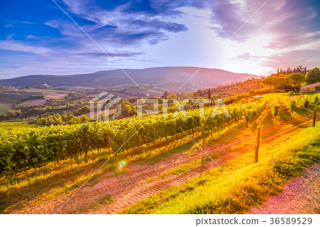 Tuscany vineyards Tuscany vineyards 36589529